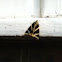 Jersey Tiger