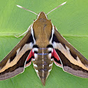 Gallium Sphinx Moth