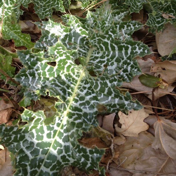 Spotting Image 1