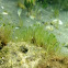 Acetabularia calyculus