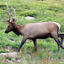 Elk