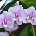 Moth Orchid