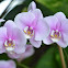 Moth Orchid
