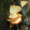 Bracket fungus