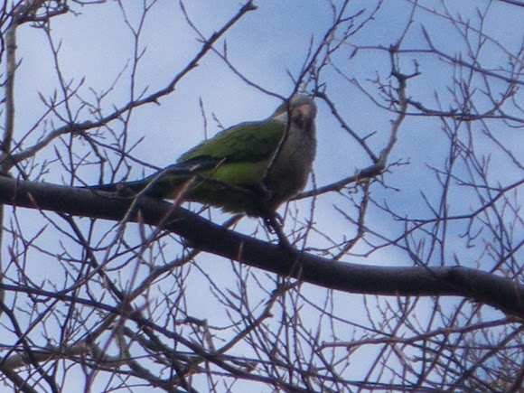 Spotting Image 1