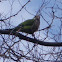 Quaker Parrot