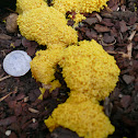 Yellow Slime Mold