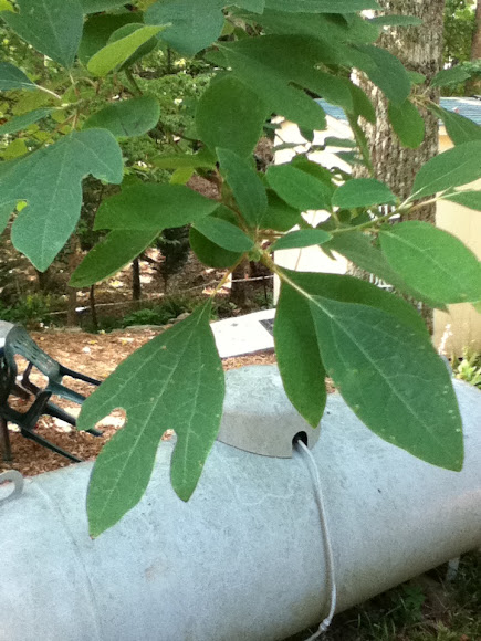 Spotting Image 1