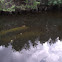 Manatee