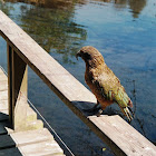 Kea