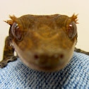 Crested gecko