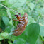 17 Year Cicada discarded skin