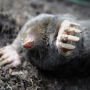European Mole