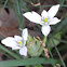 Star of Bethlehem Flower