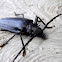 Longhorn beetle