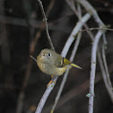 Ruby Crowned Kinglet