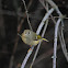 Ruby Crowned Kinglet
