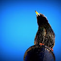 European Starling