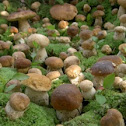 BOLETUS  sp.