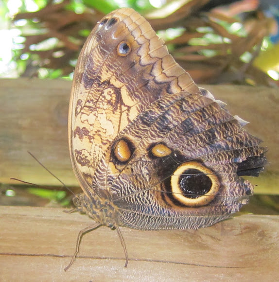 Spotting Image 1