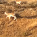 Pronghorn