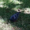 Pigeon