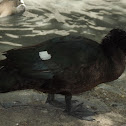 Pato Real Mexicano
