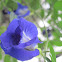 Clitoria