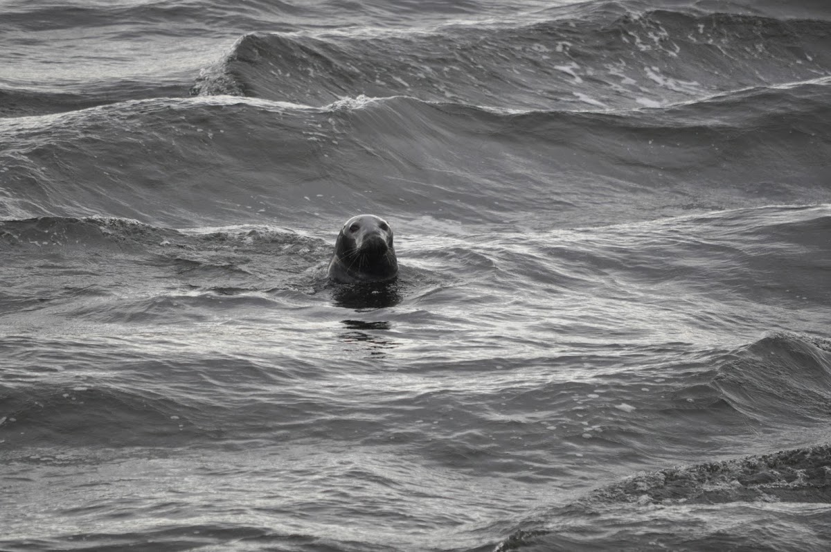 Grey Seal