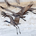 Sandhill Crane