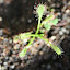 Little Capensis