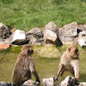 Barbary Macaque
