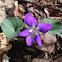 Common Blue Violet