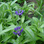 Garden4ever's Frontyard garden