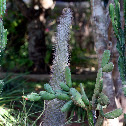 Pachypodium Cactus