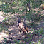 Bushbuck