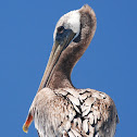 Brown Pelican