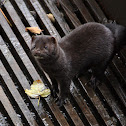 American Mink - Norek americký