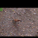 Sparrow