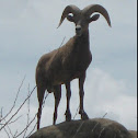 Borrego Cimarron 