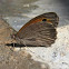 Small Heath