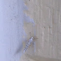 Apple Small Ermine Moth