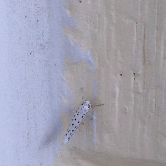 Spotting Image 1