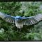 Mexican Jay