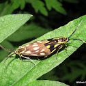 Zygaenidae, Procridinae