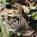 Puerto Rican Ground Lizard