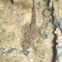 Ranita de las piedras - larva