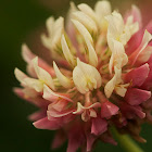 Red Clover