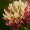 Red Clover
