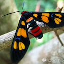 Wasp Moth